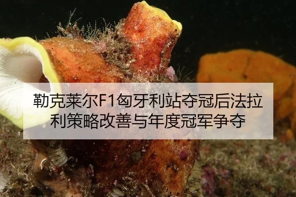 lei-ke-lai-er-xiong-ya-li-zhan-duo-guan-hou-fa-la-li-ce-lve-gai-shan-yu-nian-du-guan-jun-zheng-duo-3-290.jpg